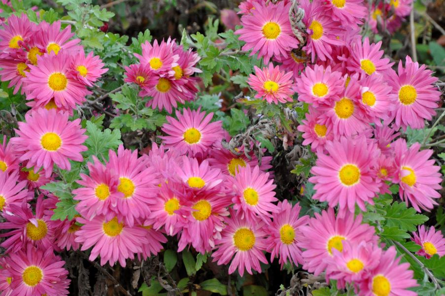 DSC0214_Chrasanthemum-indicum-Hans-Schmid-Oury