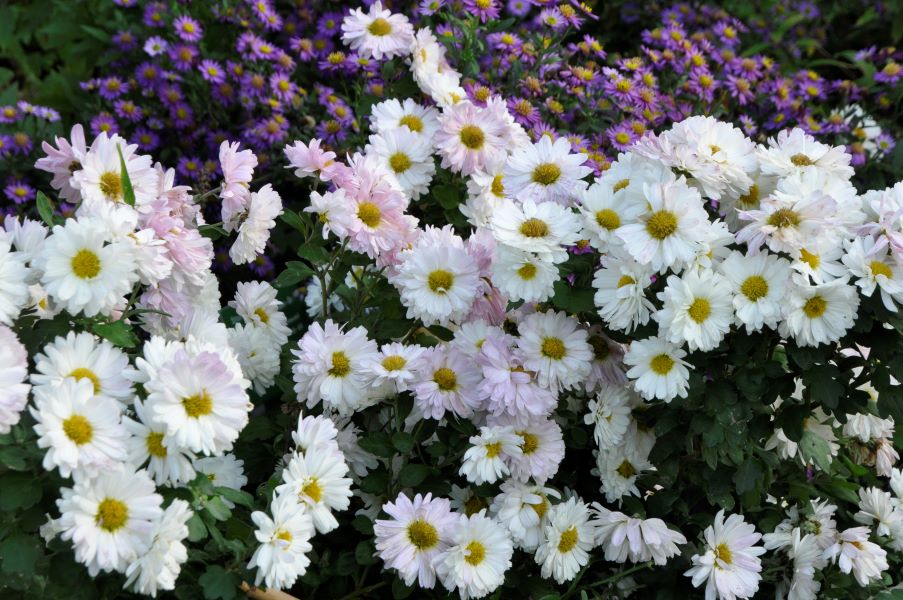 DSC0218_Chrysantehemum-indicum-Poesie