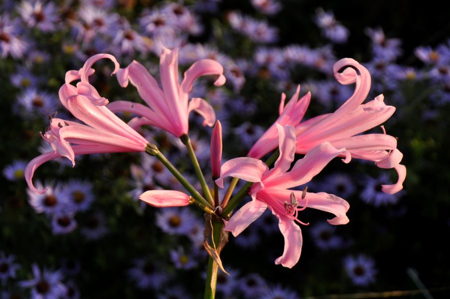 DSC0238_Amarine-Belladiva-Amandi