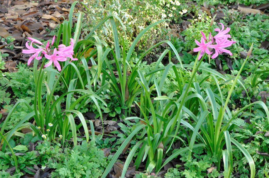 DSC0398_Amarine-Belladiva-Aphrodite