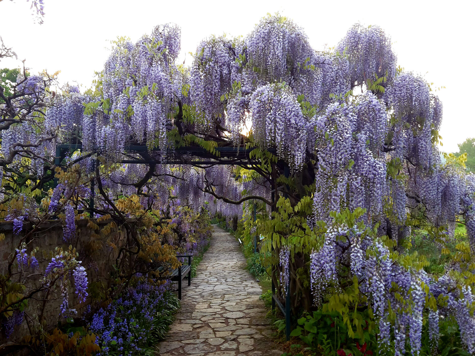 Glyzinien-Laubengang 1