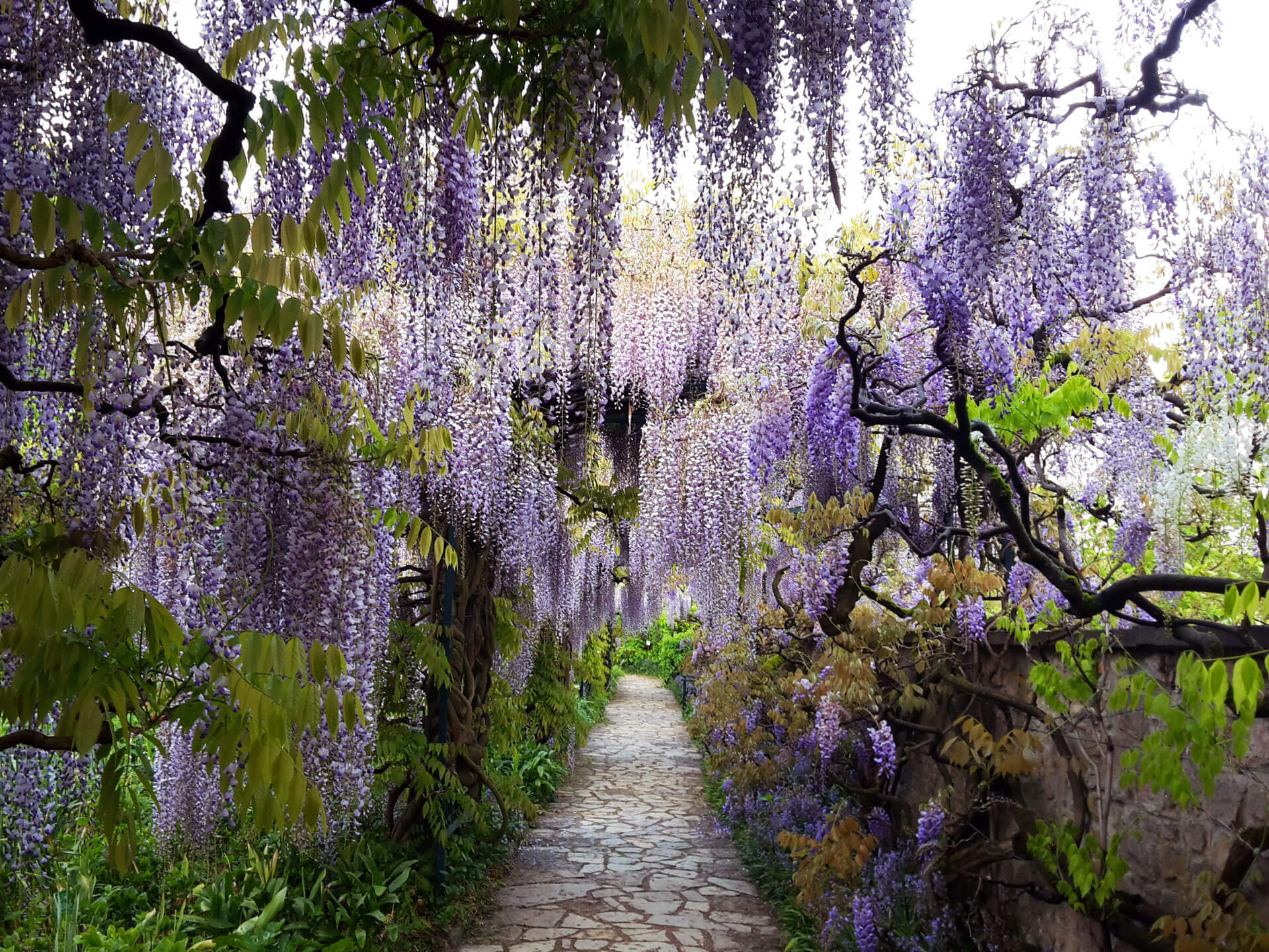 Glyzinien-Laubengang 2