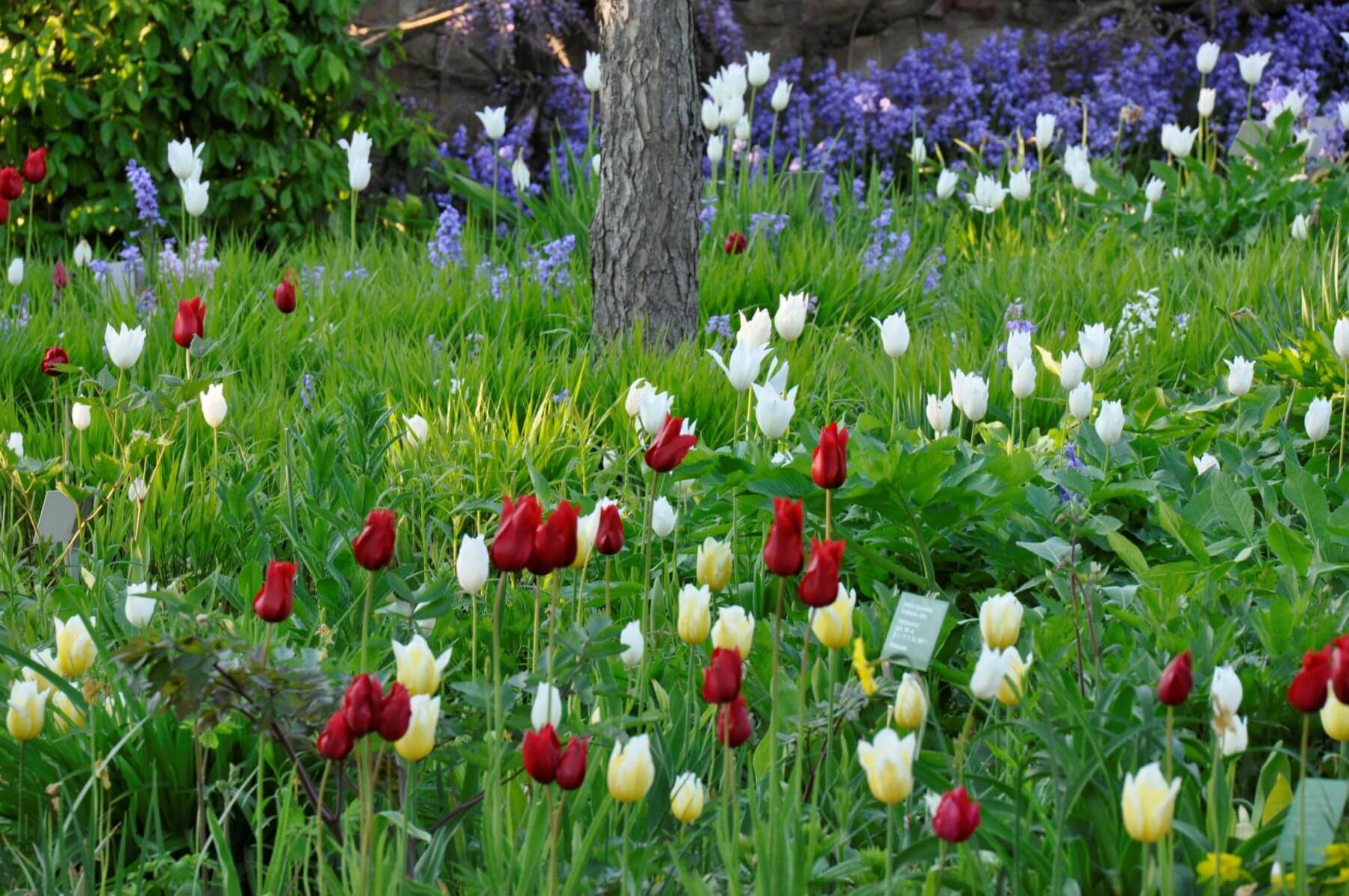 Chinaschilf-Taglilien-Beet 2