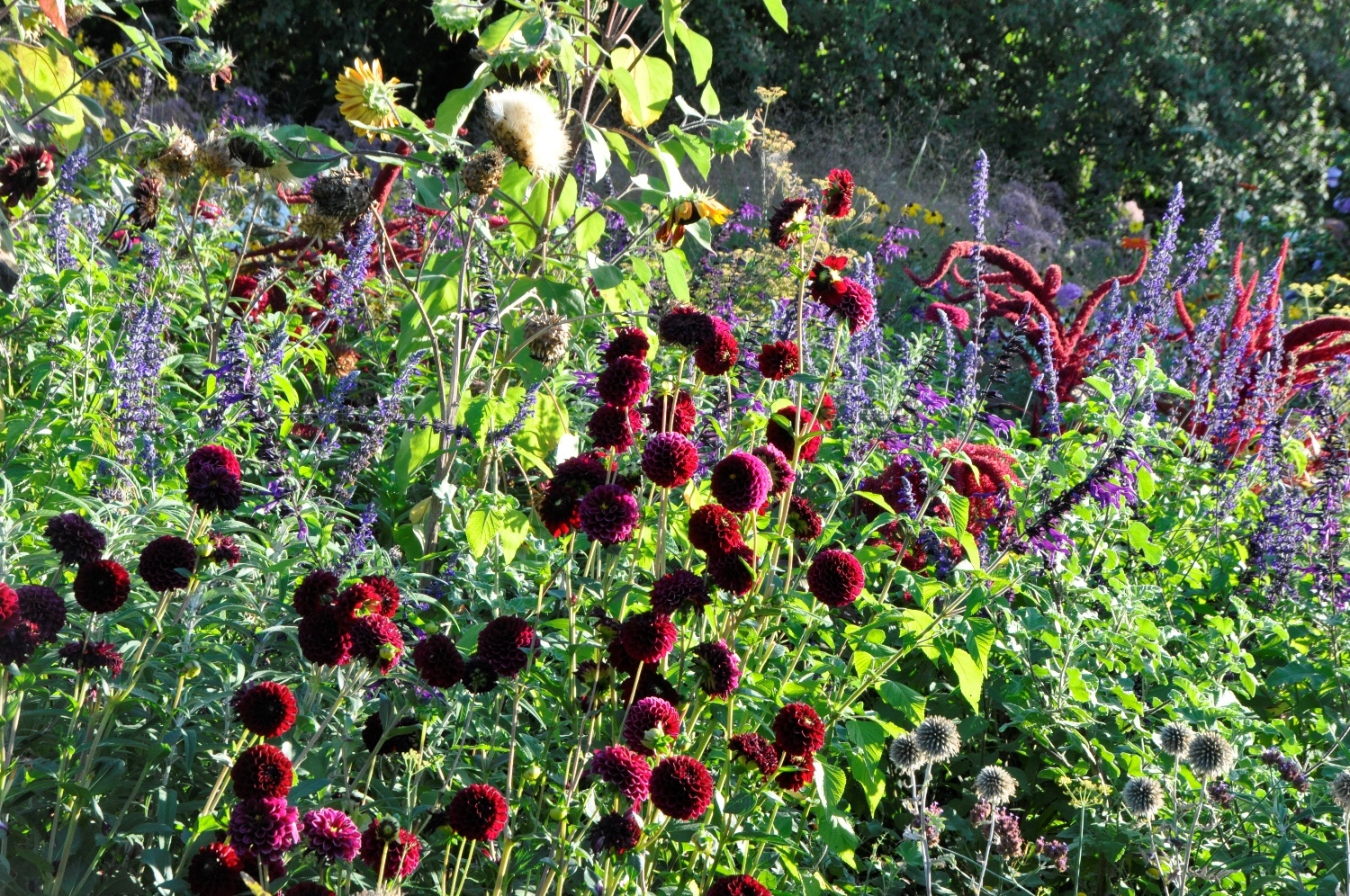 Disteln-Doldenblütler-Beet