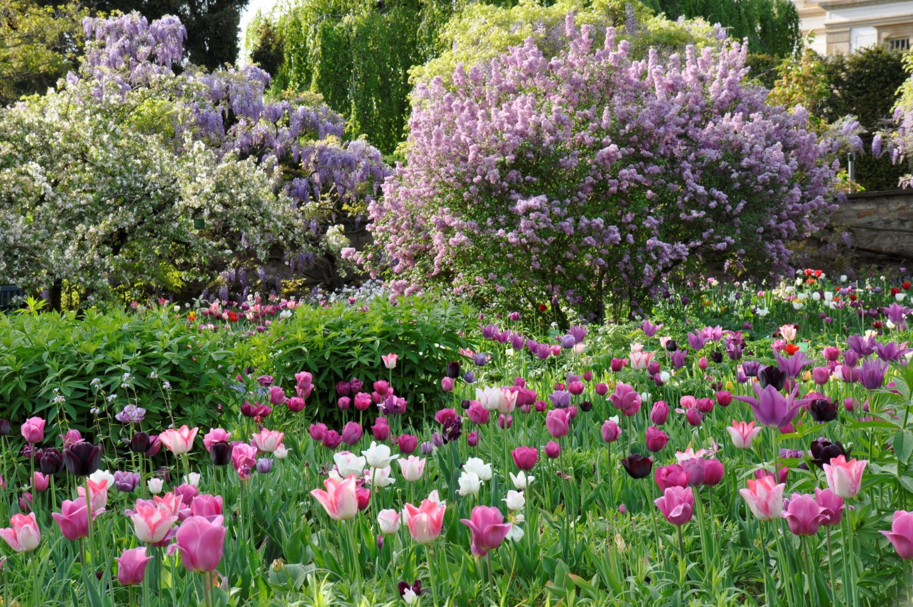 Disteln-Doldenblütler-Beet 2