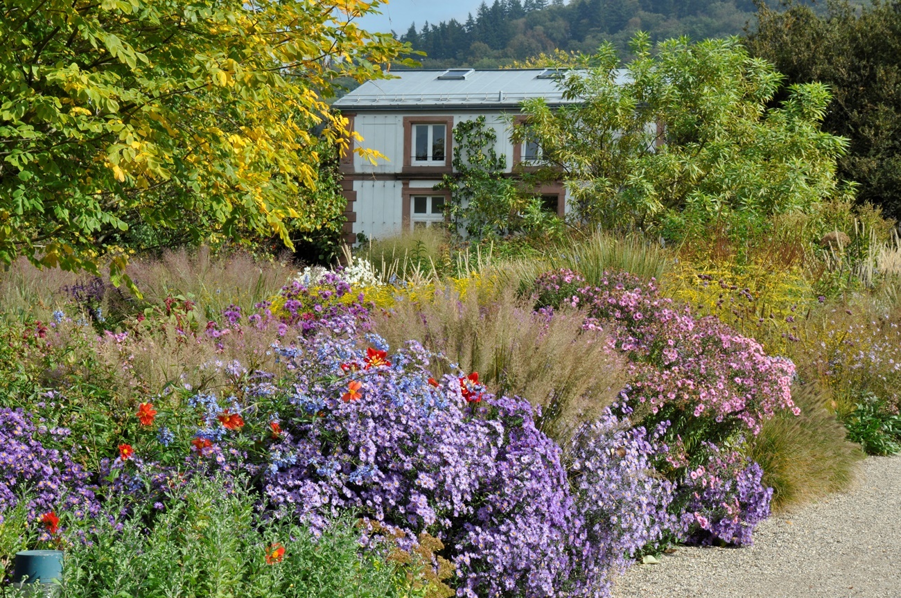 Herbst-Astern-Purpurdost-Dahlien-Beet 3