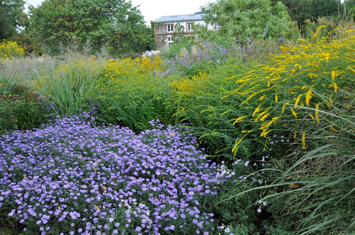 Kissenastern-Goldruten-Beet