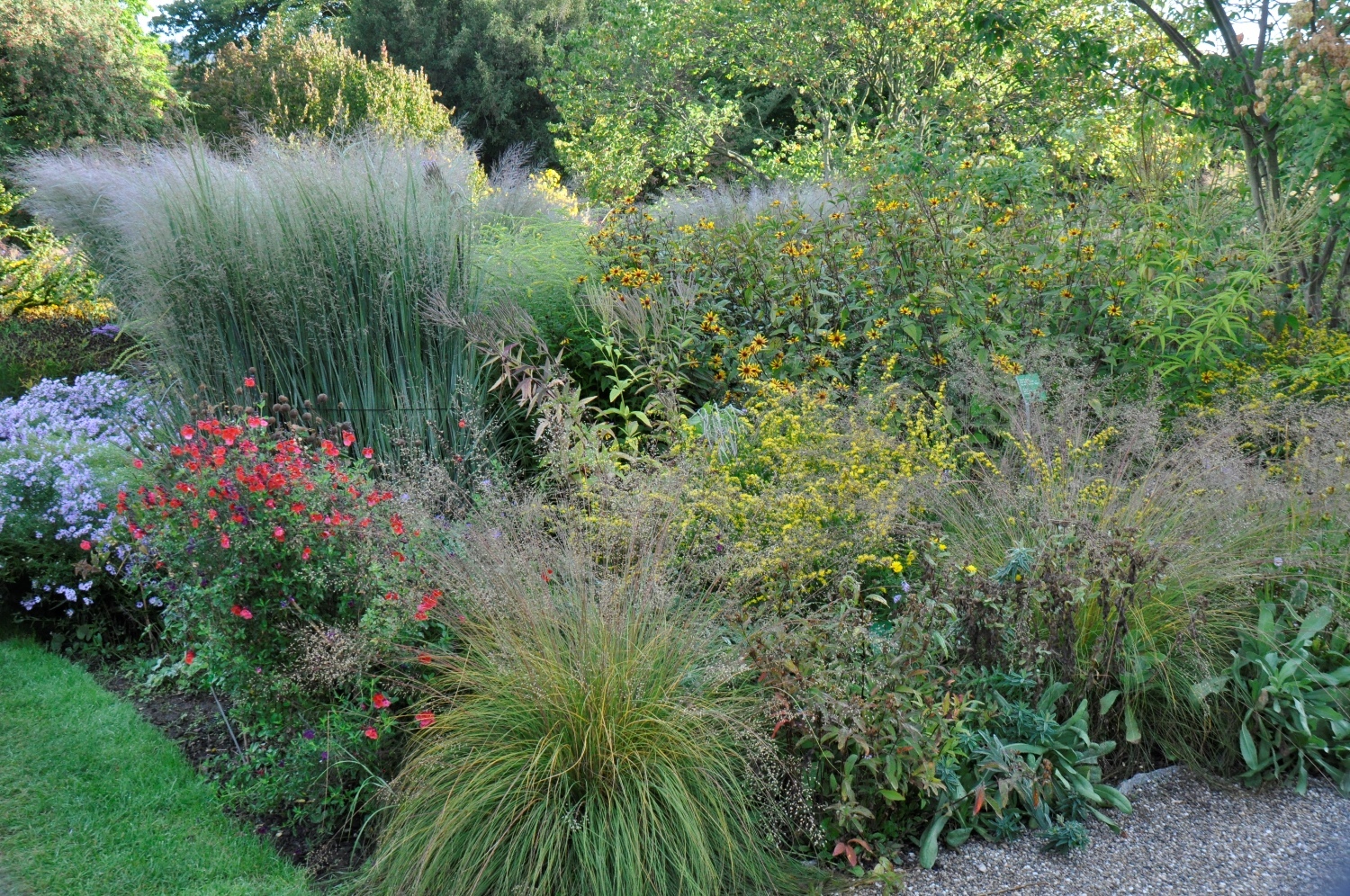 Kissenastern-Goldruten-Beet 3