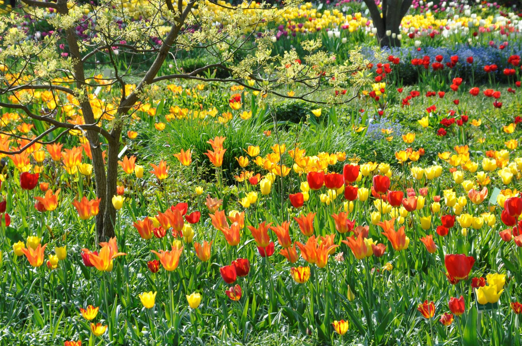 Kissenastern-Goldruten-Beet 2