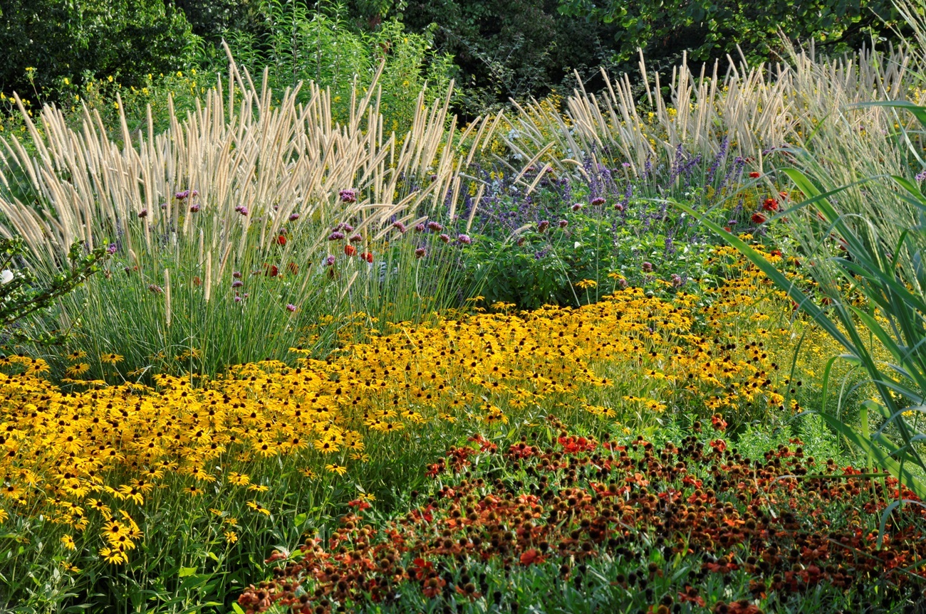 Nordamerikanische Beetstauden 2