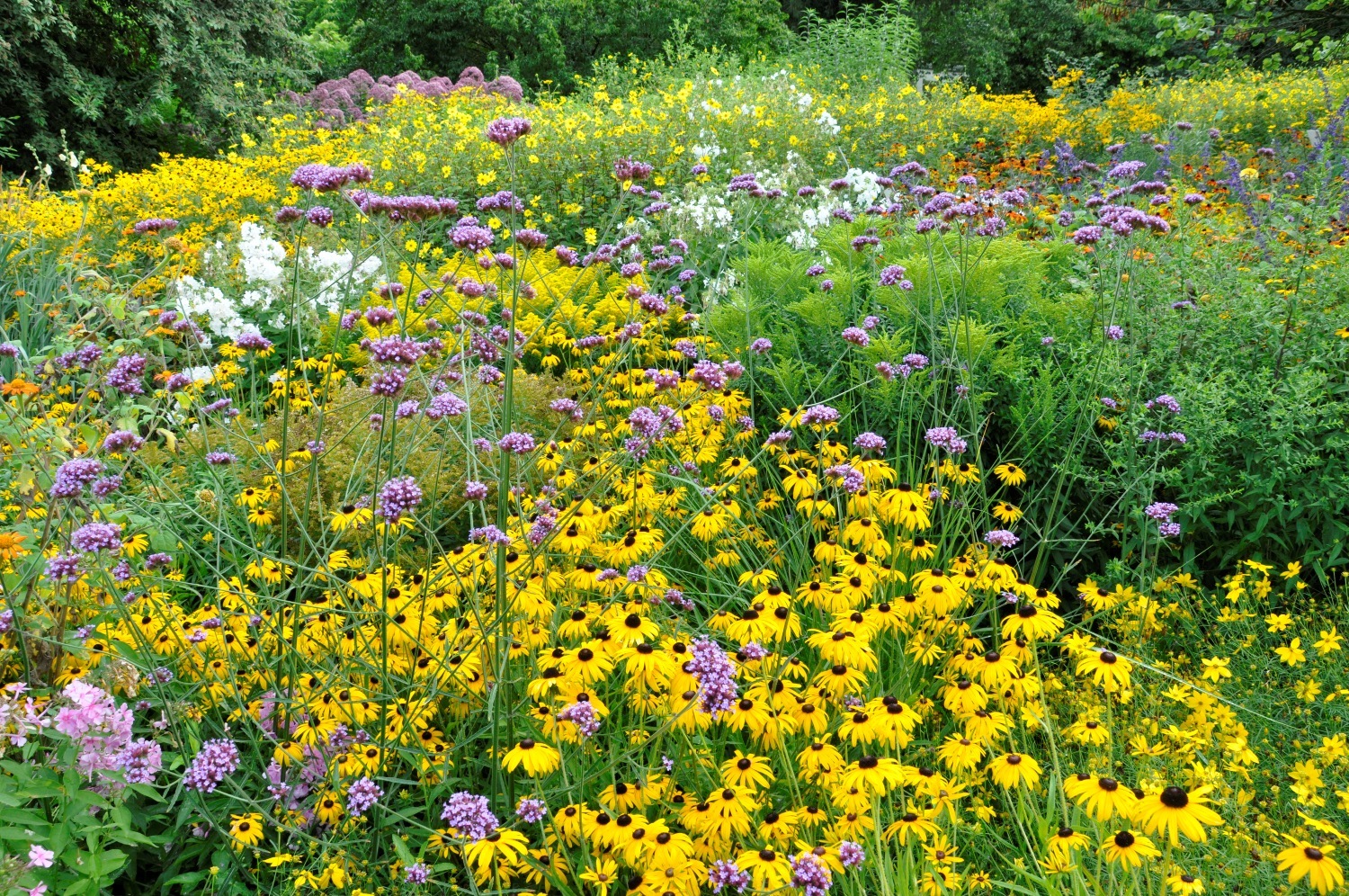 Nordamerikanische Beetstauden 3