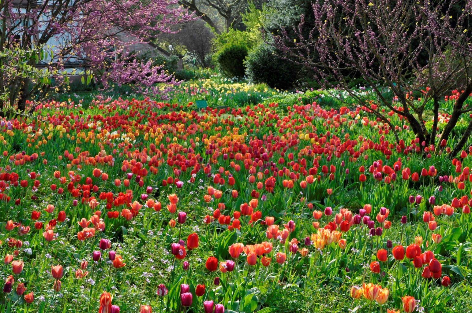 Nordamerikanische Beetstauden 4