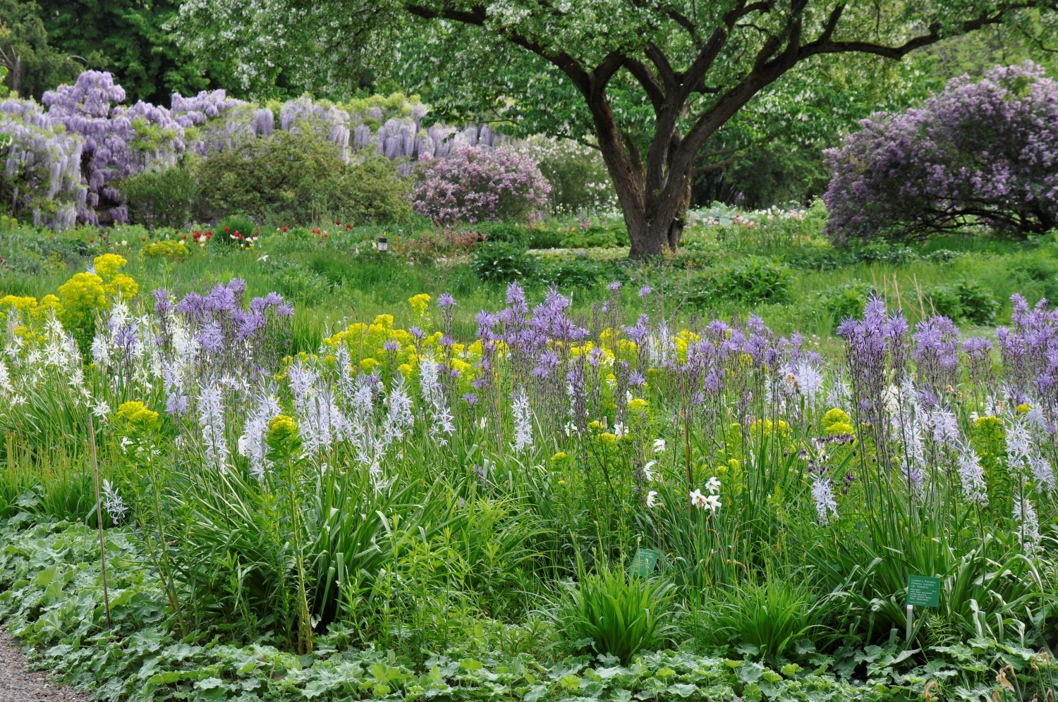 Spätsommerblühende Hochstaudenflur 3