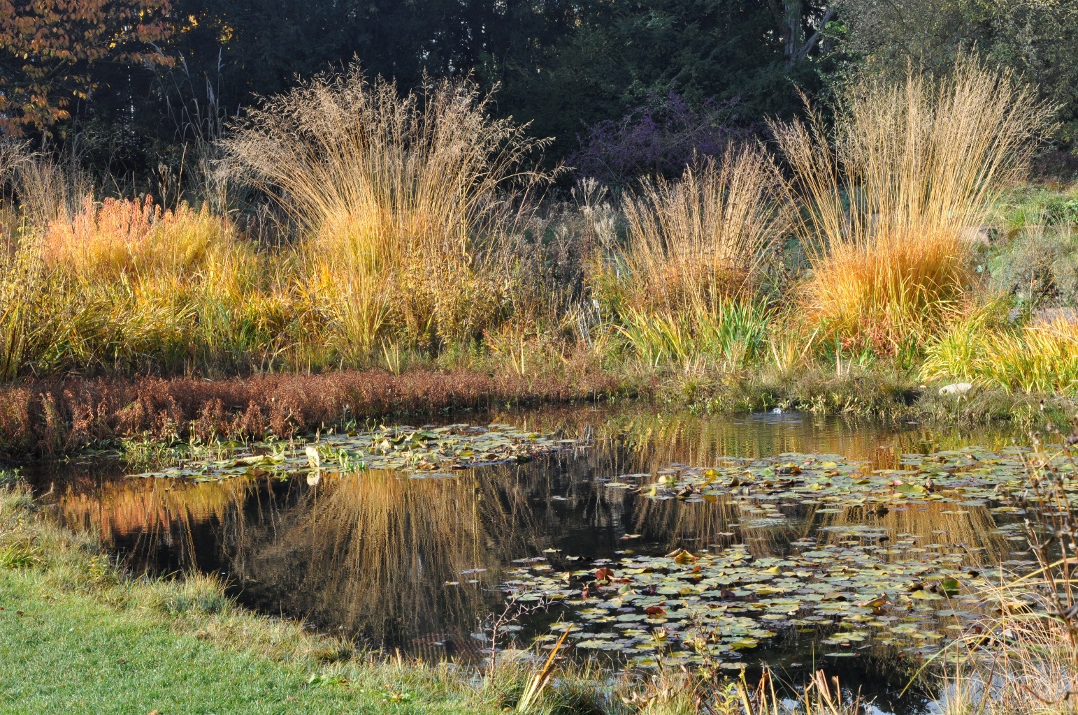 Wieseniris – Wildtaglilien – Sumpf-Wolfsmilch 6