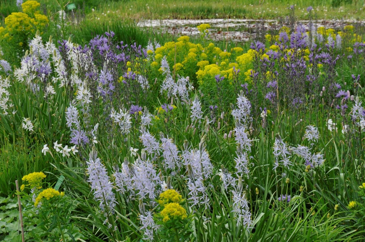 Wieseniris – Wildtaglilien – Sumpf-Wolfsmilch 4