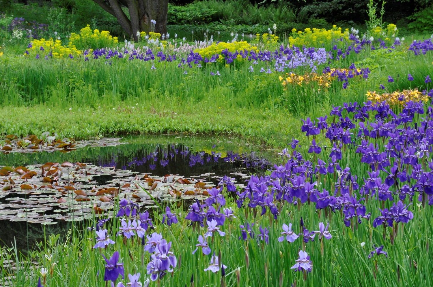 Wieseniris – Wildtaglilien – Sumpf-Wolfsmilch 3