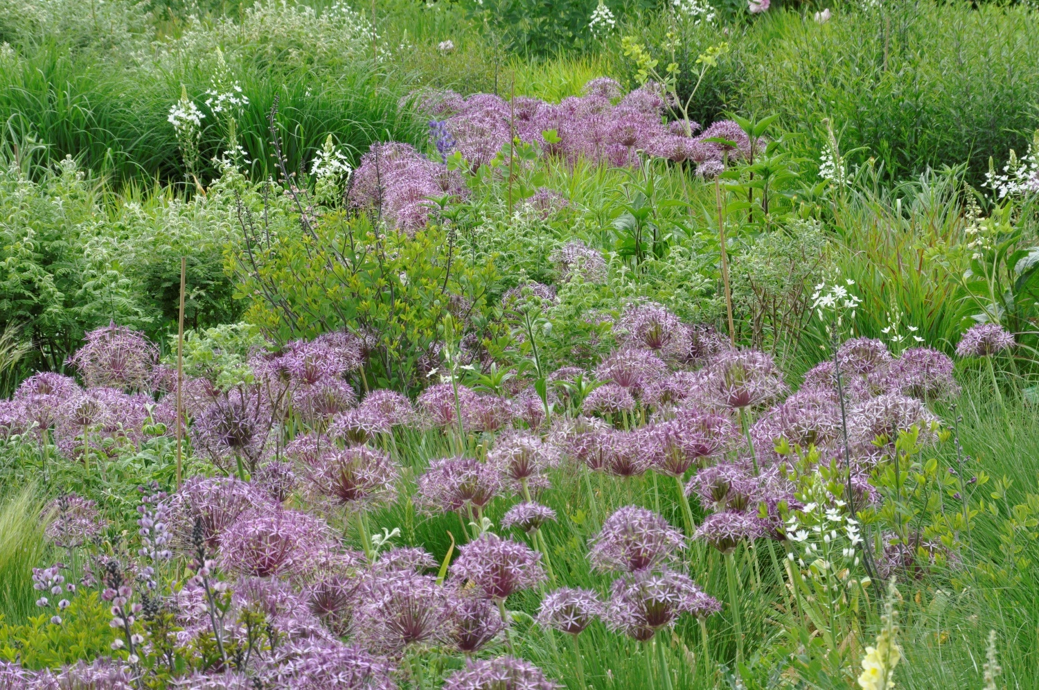 Präriegräser Scheinsonnenhüte 3