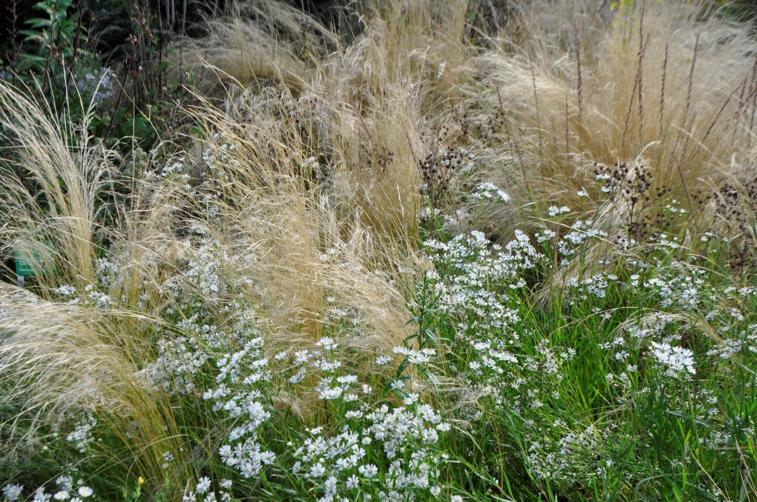 Präriegräser Scheinsonnenhüte 4