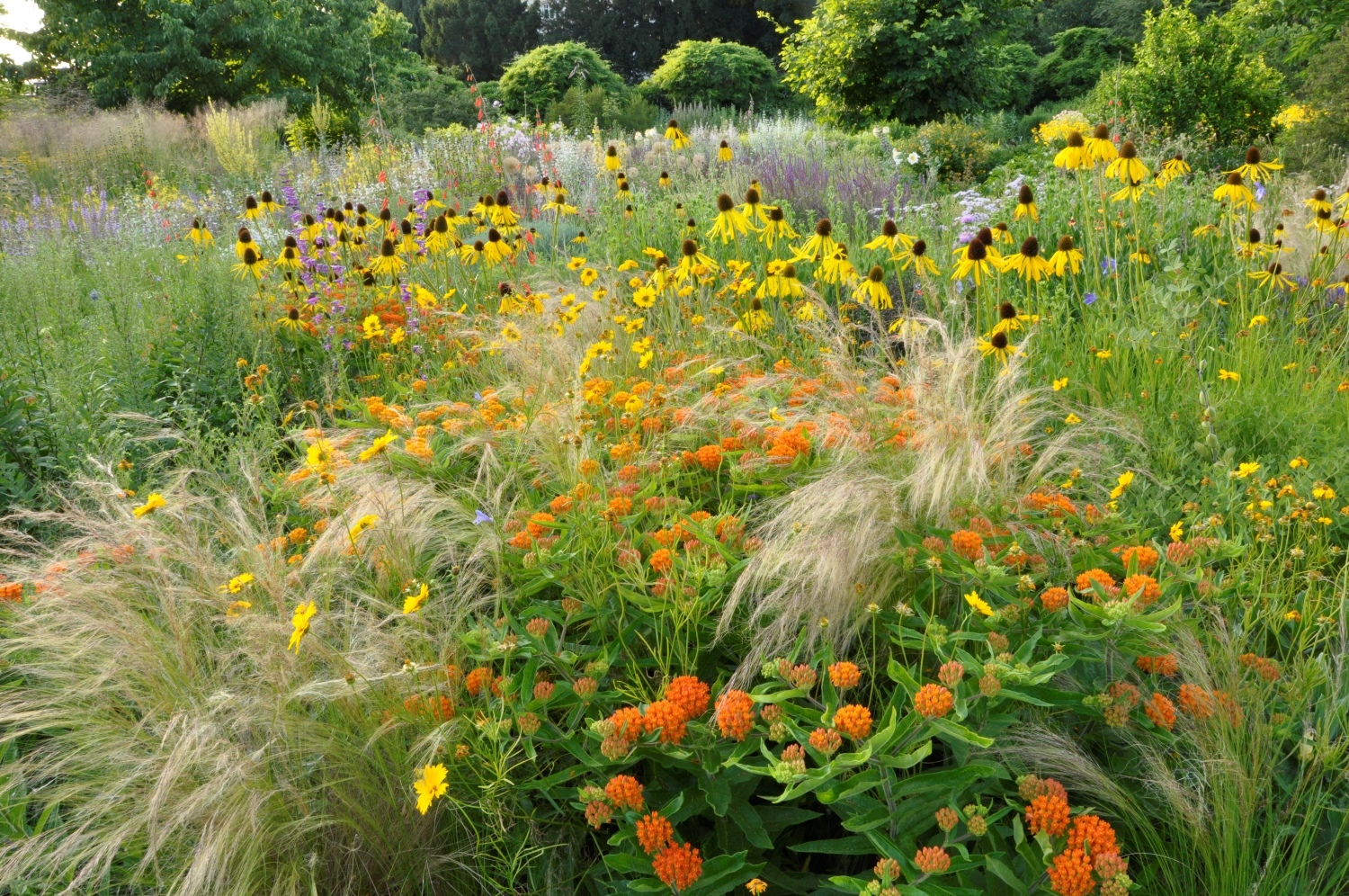 Präriegräser Scheinsonnenhüte 1