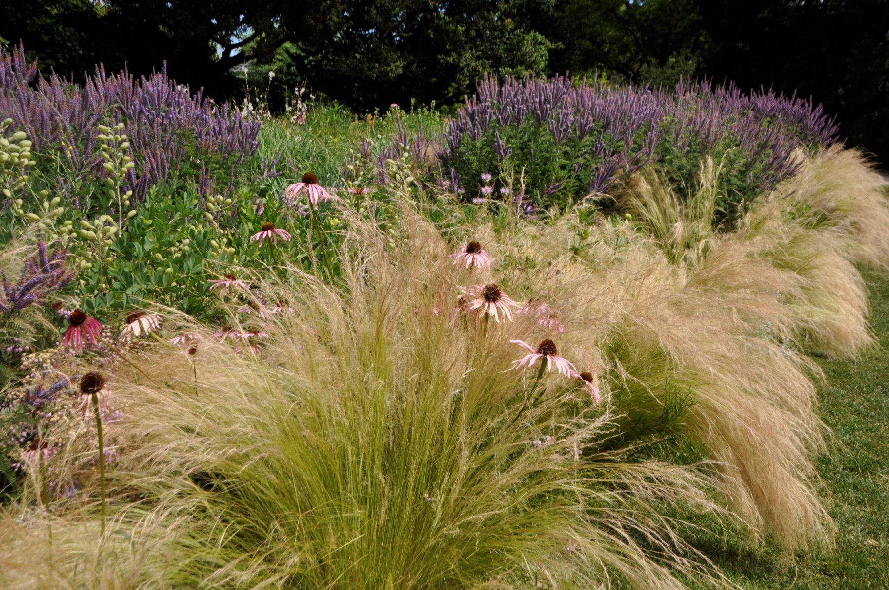 Präriegräser Scheinsonnenhüte 2
