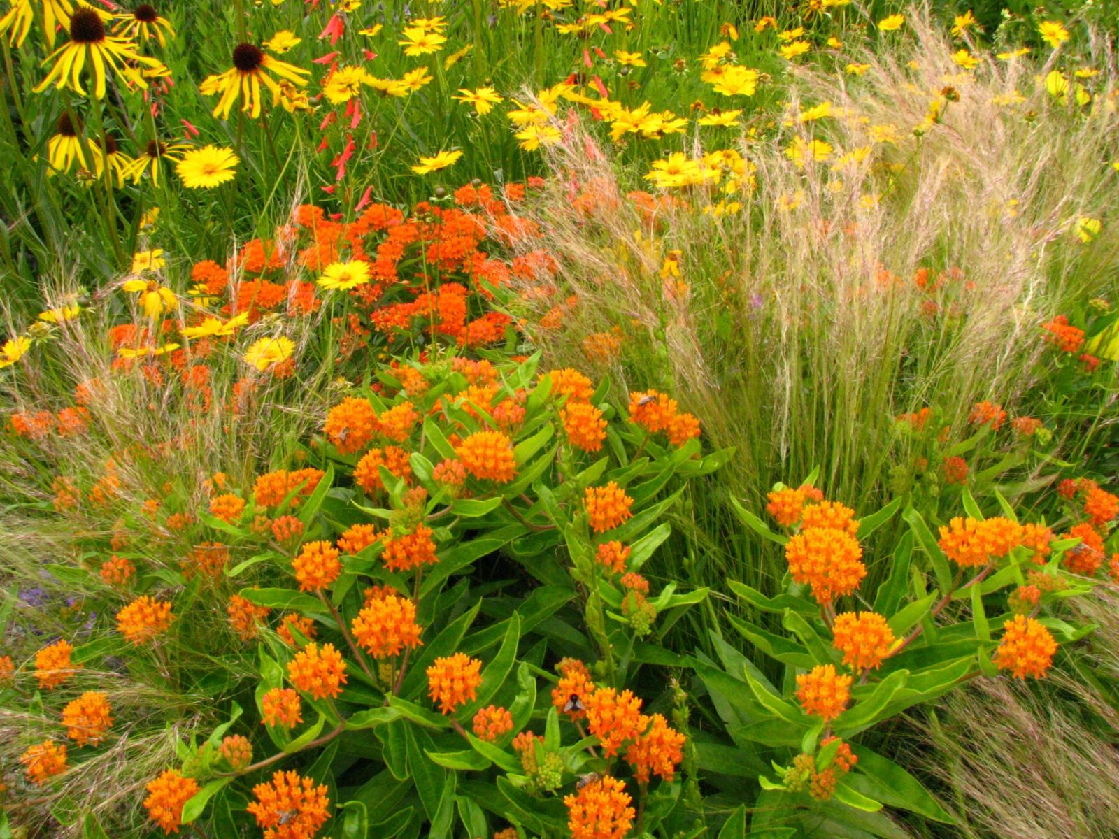 Präriegräser Scheinsonnenhüte 6