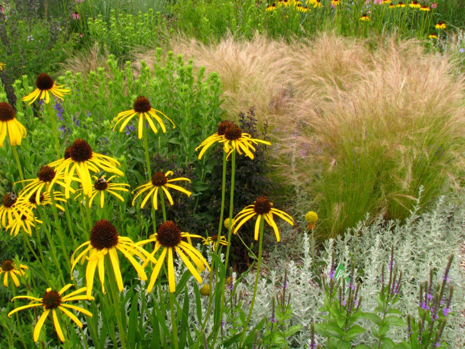 Präriegräser Scheinsonnenhüte