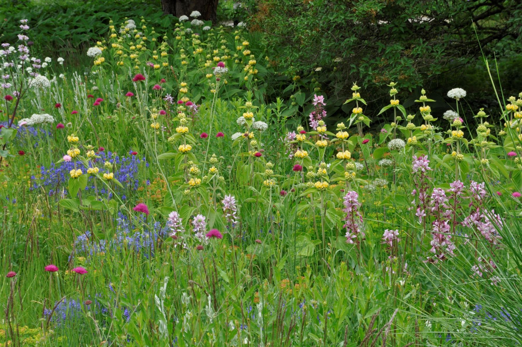Silbersommer Pflanzung 1