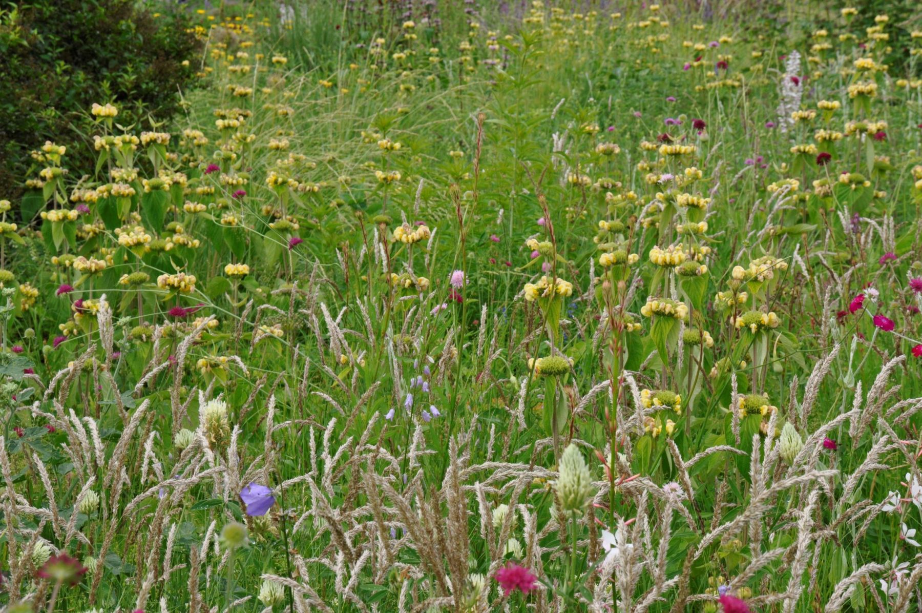 Silbersommer Pflanzung