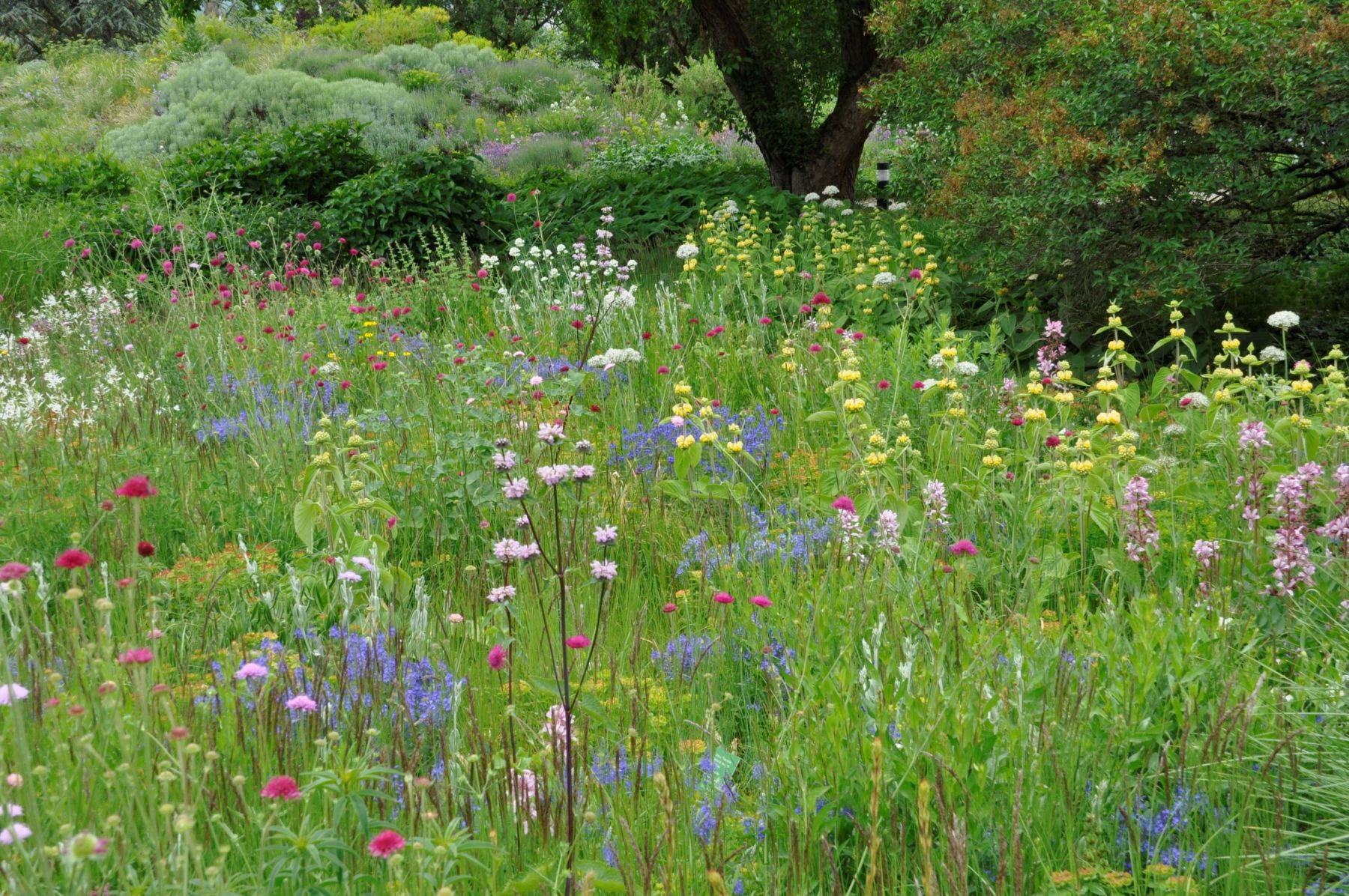 Silbersommer Pflanzung 4