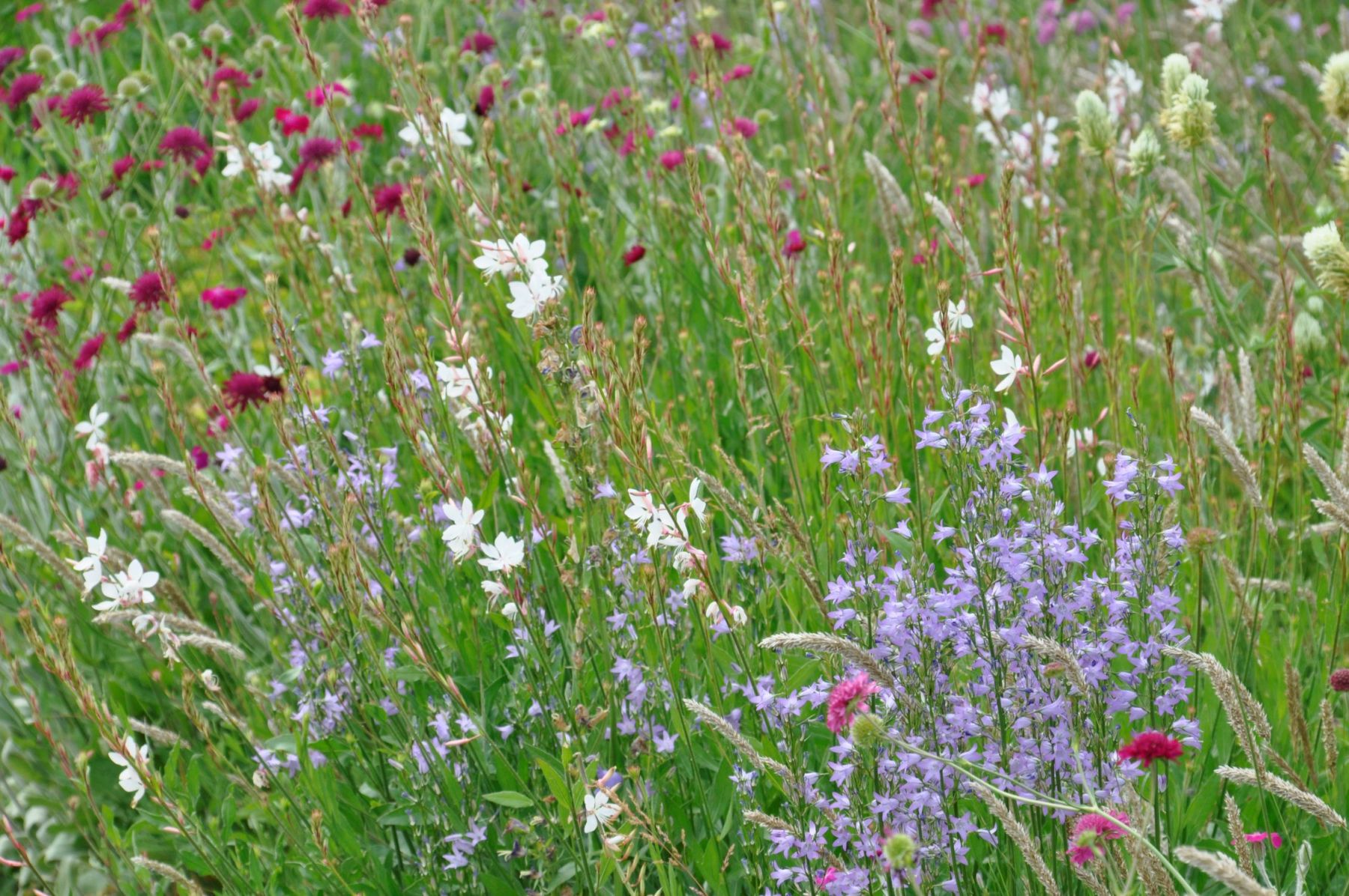 Silbersommer Pflanzung 2