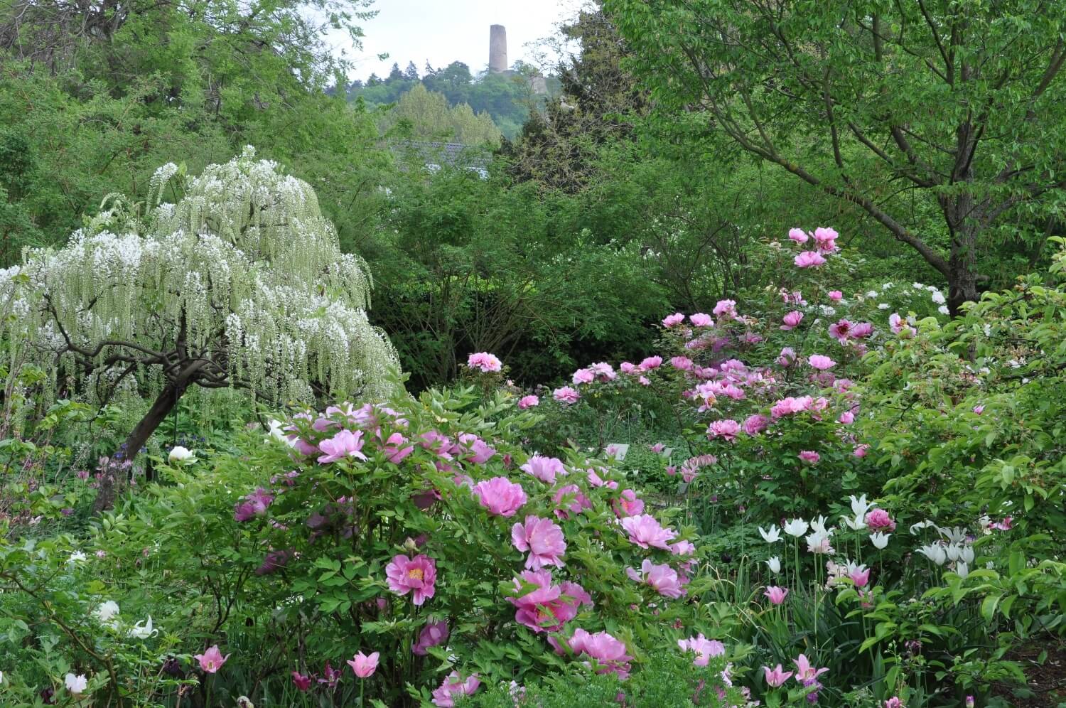 Strauch-Päonien-Garten