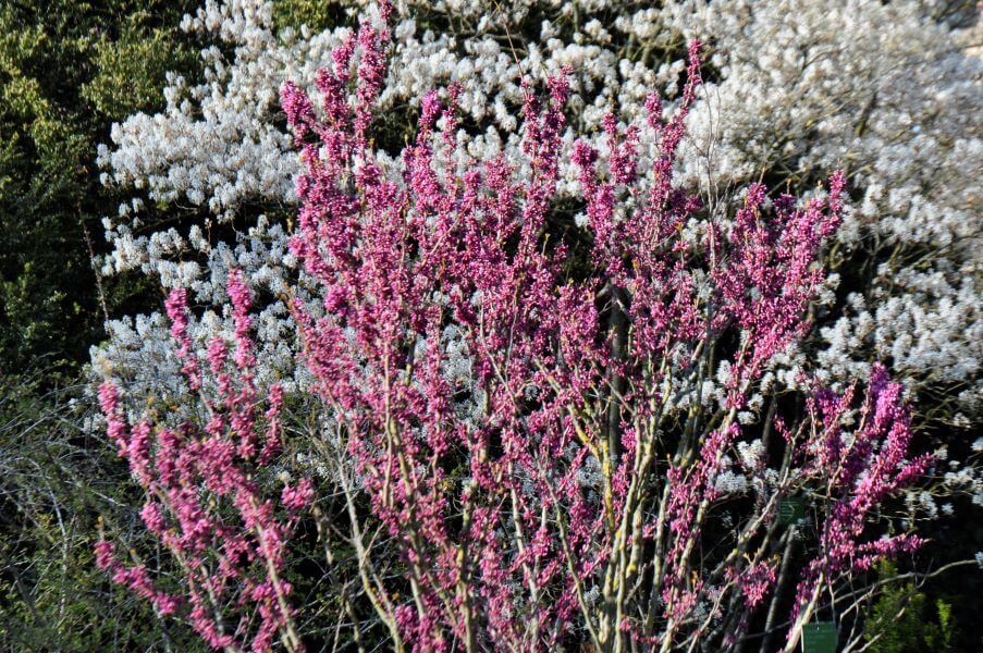 Strauch-Päonien-Garten 5