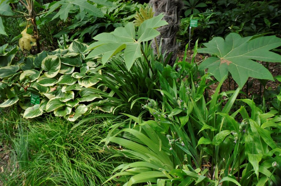 Gestalten mit Blattschmuckstauden