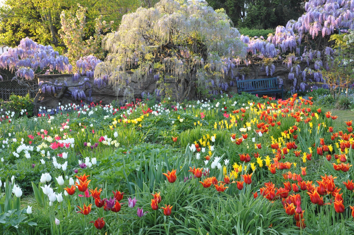 Gestaltung mit Wisterien