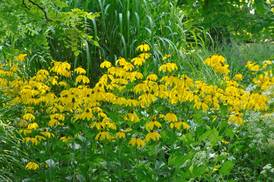 Stauden als Sichtschutz