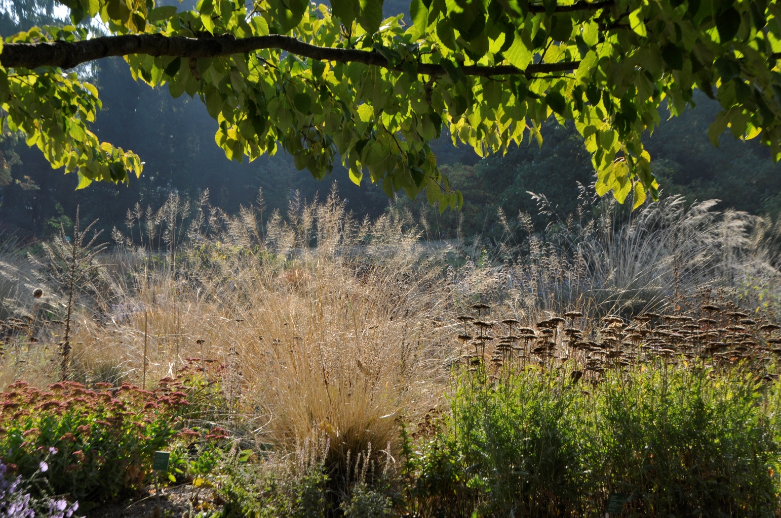 Gräser für trockene Situationen