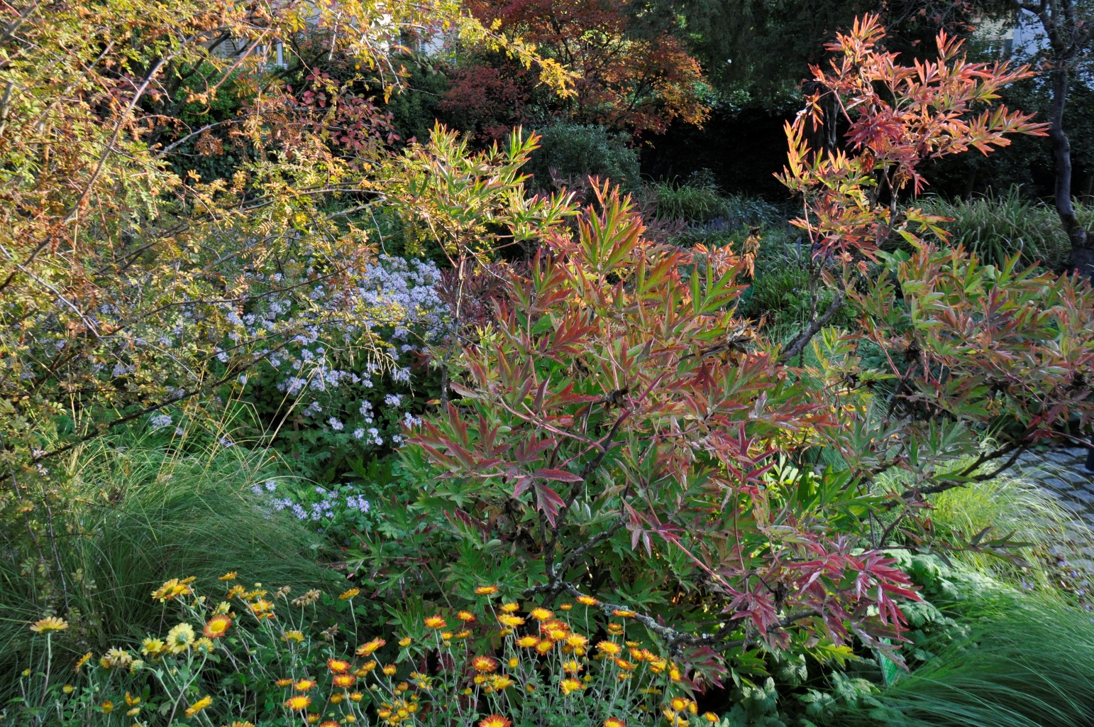 Leuchtende Herbstfarben seltener Gehölze