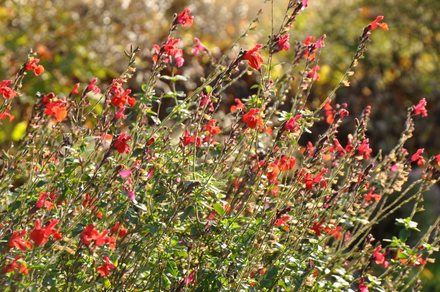 Spätblüher im November