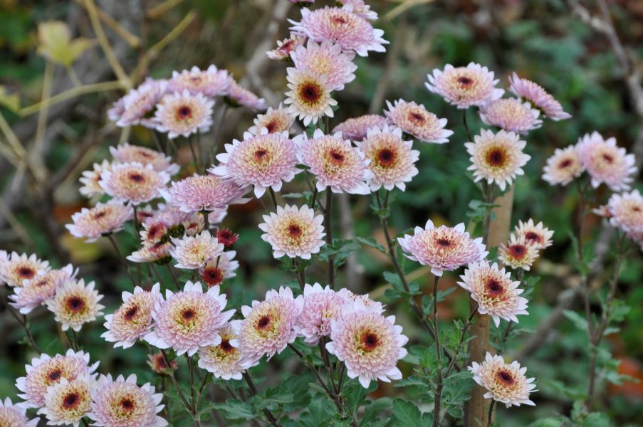 Spätherbstliche Blüher Ende November