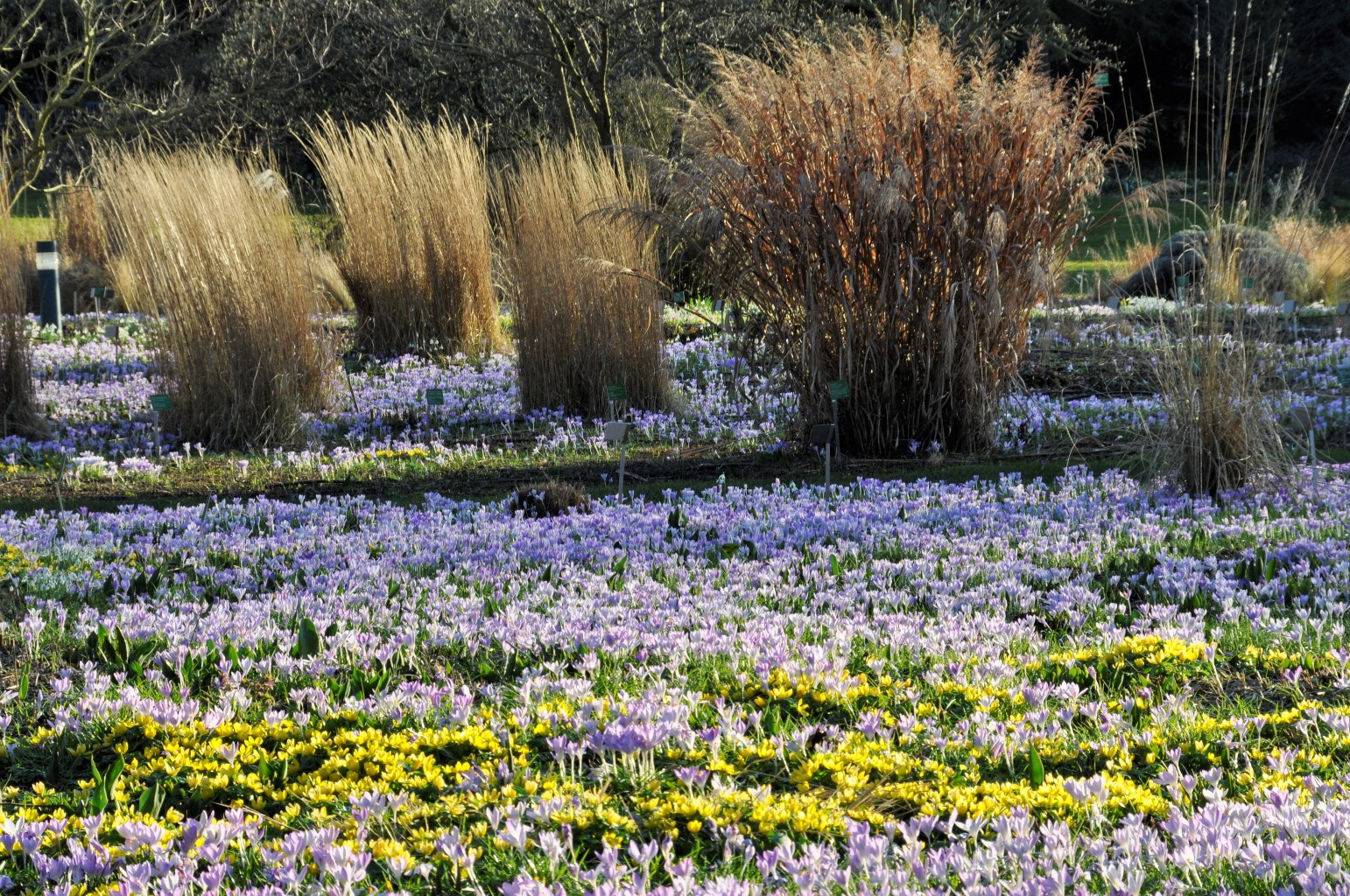 Vorfrühlingsblüher