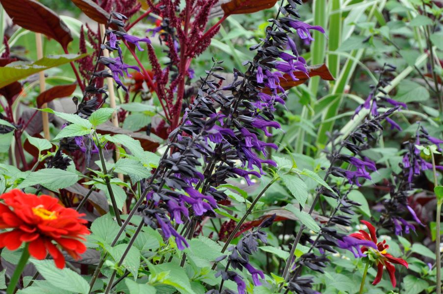 Südamerikanische Strauchsalbei