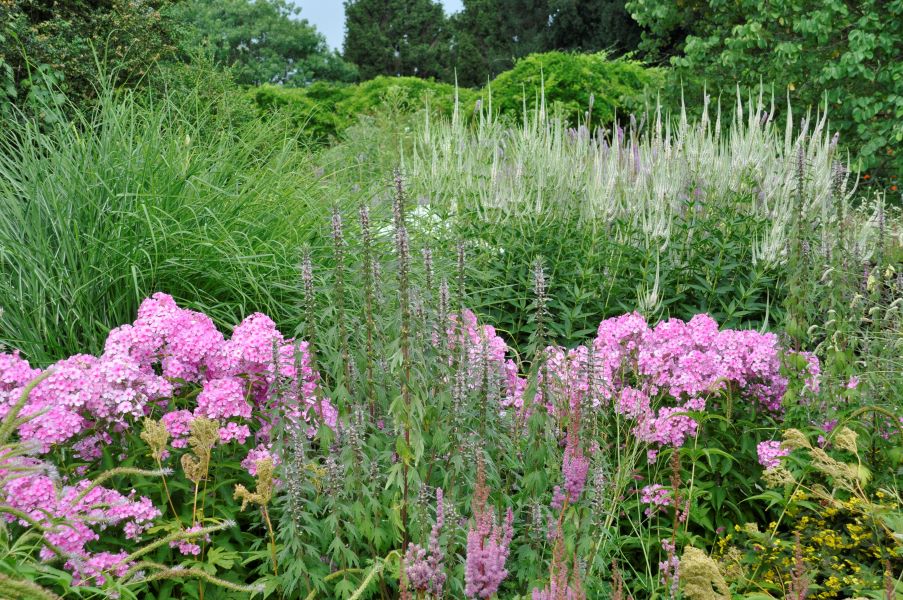 Wertvolle Gerüststaude: Veronicastrum