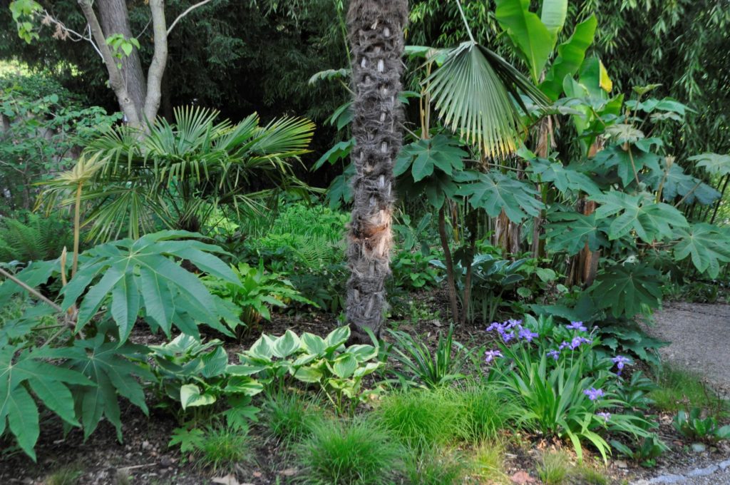 Besondere Blattschmuckstauden