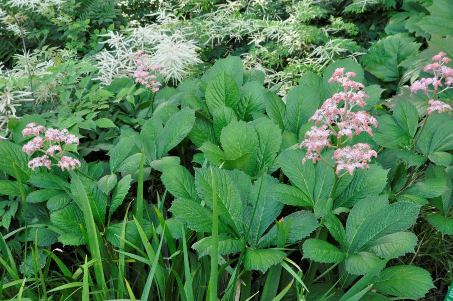 Hochstauden für Schatten und Halbschatten