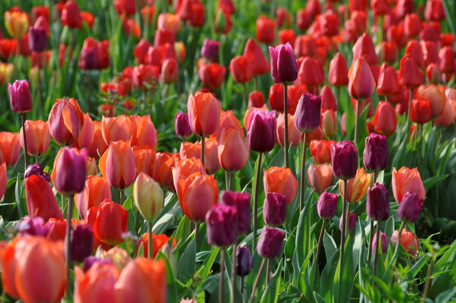 Dauerhafte Beet-Tulpen