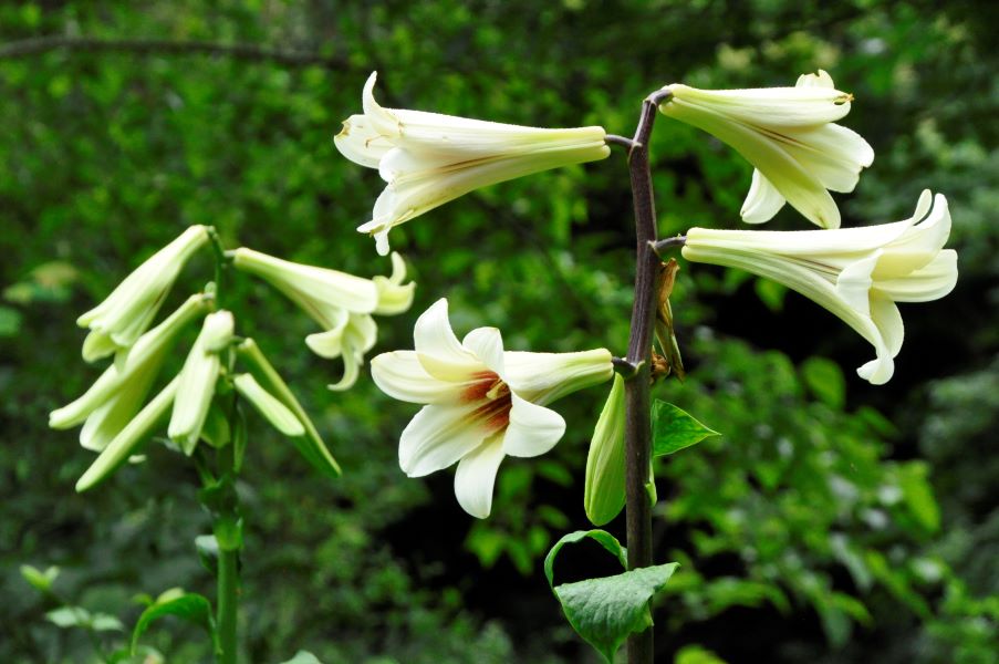 Königslilien und Trompetenlilien