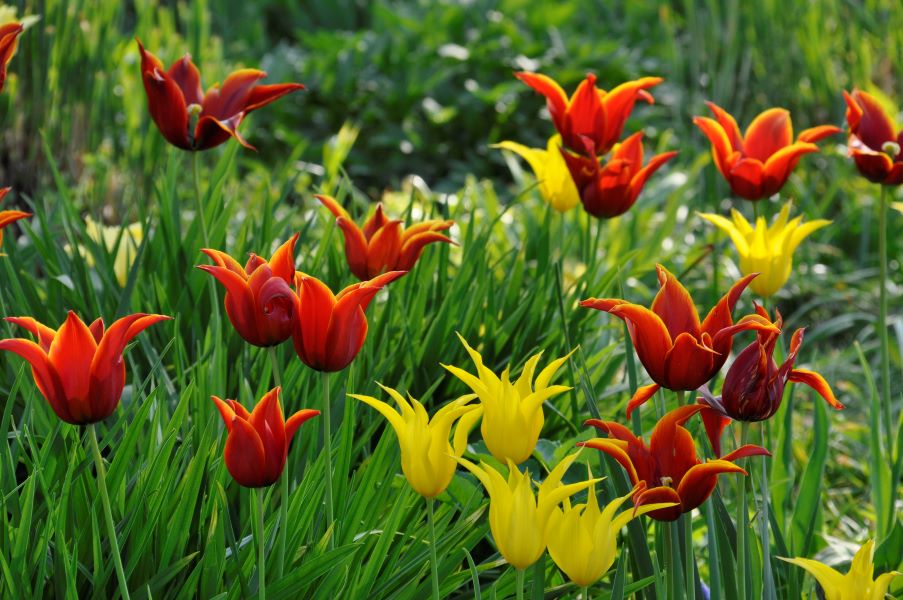 Lilienblütige Tulpen