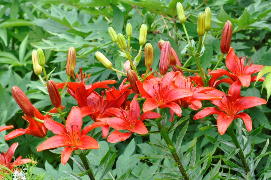 Orientalische Hybriden, OT-Hybriden, Asiatische Hybriden