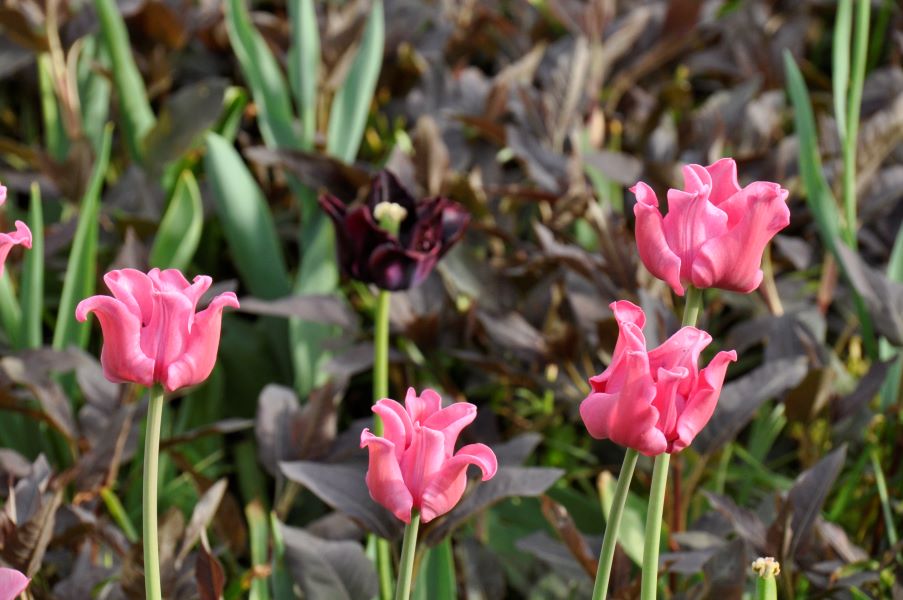 Triumph-Tulpen und Einfache späte Tulpen