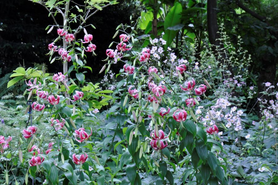 Türkenbundblütige Wildlilien und ihre Hybriden